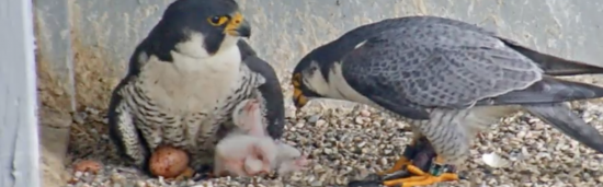 Mother Falcon Has 3 Chicks & An Unhatched Egg